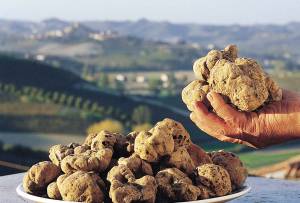 About the Alba White Truffle-France