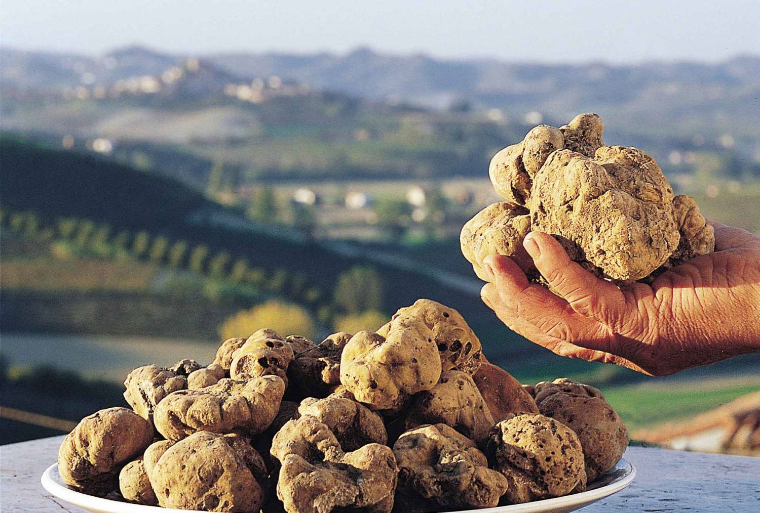 Alba White Truffle Festival